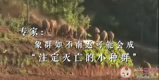 野象群如不南返會有什么后果 野象群為什么會一路北上