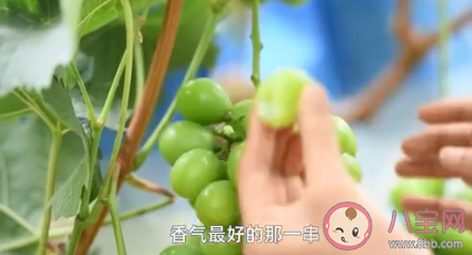 大學生種葡萄一畝故意減產(chǎn)6000斤 為什么要對葡萄減產(chǎn)