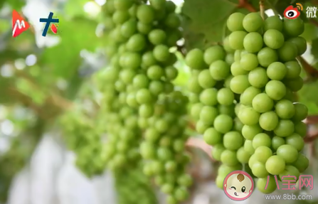 大學生種葡萄一畝故意減產(chǎn)6000斤 為什么要對葡萄減產(chǎn)