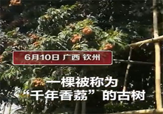 廣西古樹荔枝888元一斤 哪些品種的荔枝比較貴