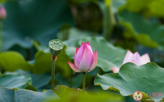 2021武漢荷花展什么時候可以看 武漢荷花展賞花路線指南 2021武漢荷花展什么時候可以看 武漢荷花展賞花路線指南