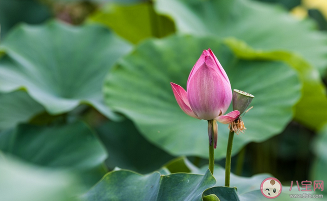 2021武漢荷花展什么時候可以看 武漢荷花展賞花路線指南 2021武漢荷花展什么時候可以看 武漢荷花展賞花路線指南