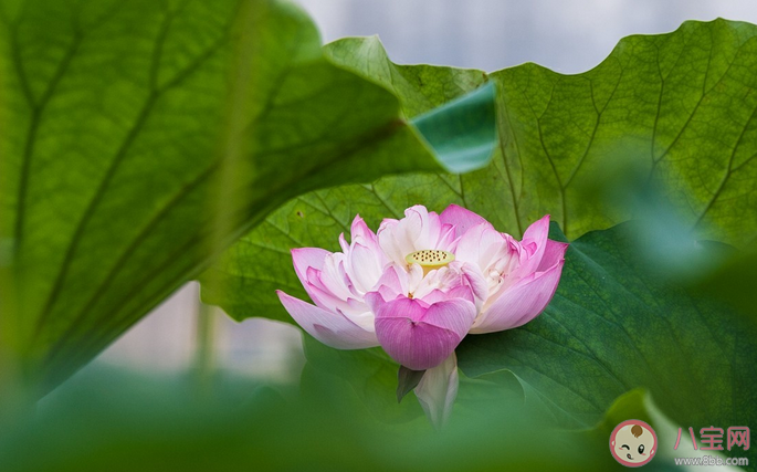 2021武漢荷花展什么時候可以看 武漢荷花展賞花路線指南 2021武漢荷花展什么時候可以看 武漢荷花展賞花路線指南