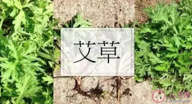 毒五月究竟毒在哪里 ?毒五月要預(yù)防哪些疾病