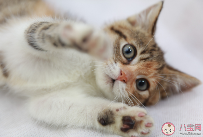 窮養(yǎng)貓和富養(yǎng)貓有什么區(qū)別 養(yǎng)一只寵物要花多少錢