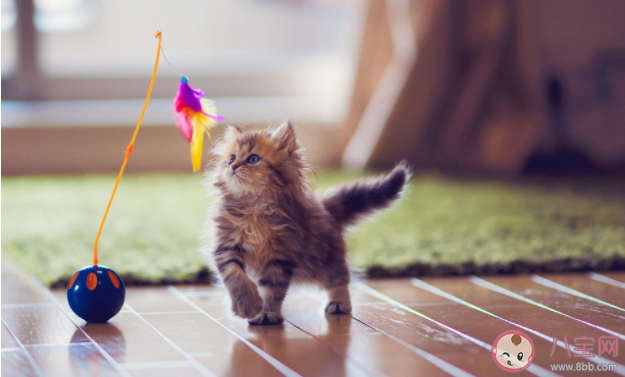 窮養(yǎng)貓和富養(yǎng)貓有什么區(qū)別 養(yǎng)一只寵物要花多少錢