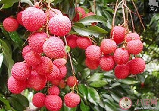 蘇軾不辭長作嶺南人是因為什么水果 最新螞蟻莊園6月25日答案 蘇軾不辭長作嶺南人是因為什么水果 最新螞蟻莊園6月25日答案