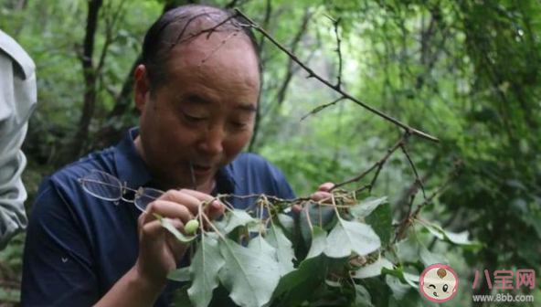 秦嶺發現百歲野生獼猴桃樹王是真的嗎 獼猴桃樹一般生長在哪里