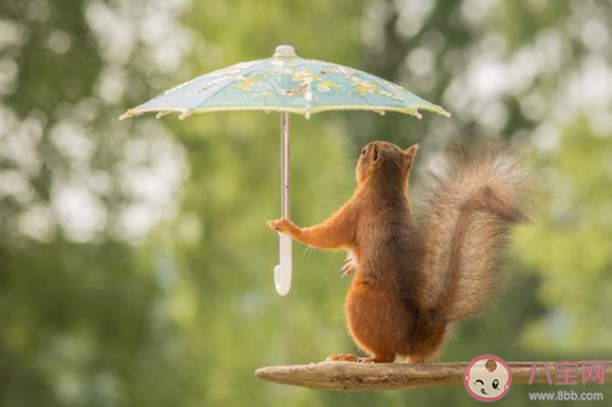 很多人聽見雨聲后很容易平靜心情這是因為 最新螞蟻莊園7月1日答案