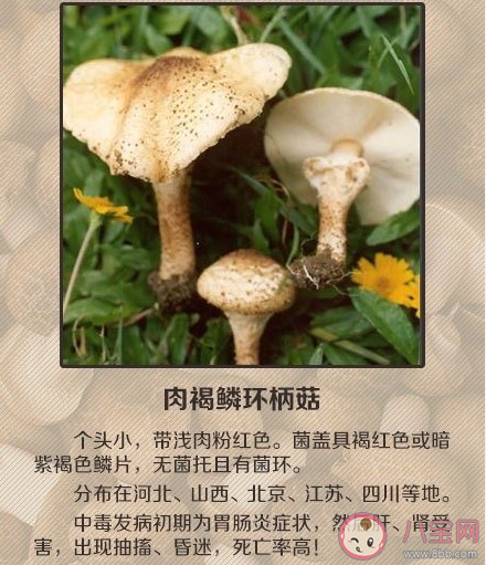 如何辨別有毒蘑菇 關于毒蘑菇的一些常識認知誤區