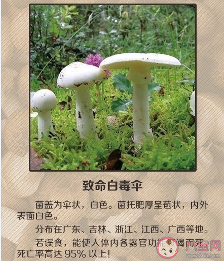 如何辨別有毒蘑菇 關于毒蘑菇的一些常識認知誤區