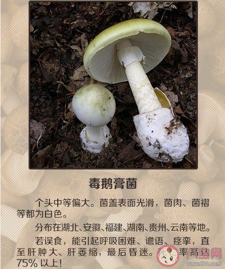 如何辨別有毒蘑菇 關于毒蘑菇的一些常識認知誤區
