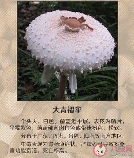 誤食毒蘑菇怎么自救 怎么遠(yuǎn)離毒蘑菇