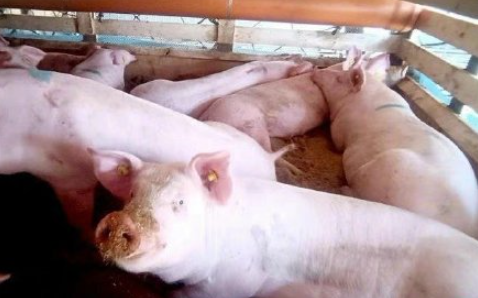 豬肉價格2月下旬以來首次回升 7月各地豬肉價格是多少 豬肉價格2月下旬以來首次回升 7月各地豬肉價格是多少