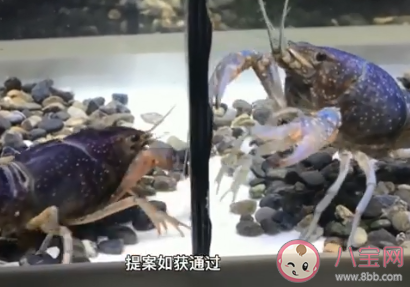 日本擬將小龍蝦指定為外來入侵物種 為什么小龍蝦是外來入侵物種 日本擬將小龍蝦指定為外來入侵物種 為什么小龍蝦是外來入侵物種