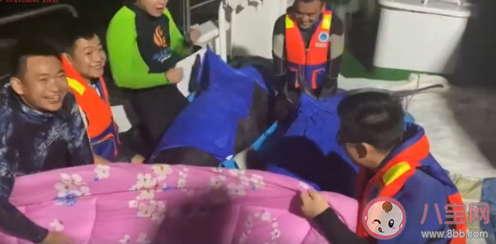 4頭擱淺瓜頭鯨重歸大海 瓜頭鯨的生活習性是怎樣的