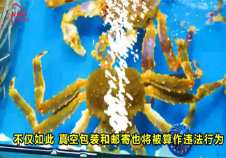 英國擬禁止煮食龍蝦螃蟹等活物 在英國小龍蝦章魚螃蟹是保護動物嗎