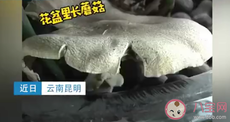 昆明一辦公室內長出巨大蘑菇 野生蘑菇能隨便吃嗎 昆明一辦公室內長出巨大蘑菇 野生蘑菇能隨便吃嗎
