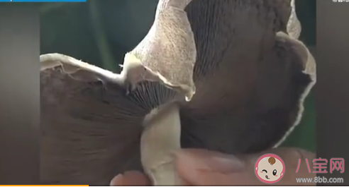 昆明一辦公室內長出巨大蘑菇 野生蘑菇能隨便吃嗎 昆明一辦公室內長出巨大蘑菇 野生蘑菇能隨便吃嗎