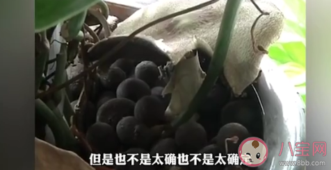 昆明一辦公室內長出巨大蘑菇 野生蘑菇能隨便吃嗎 昆明一辦公室內長出巨大蘑菇 野生蘑菇能隨便吃嗎