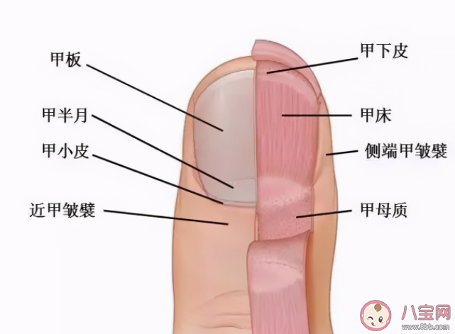 指甲太短容易得甲溝炎嗎 甲溝炎有什么辦法好轉