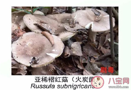 有毒野生菌種類一覽 加工食用野生菌應(yīng)該注意哪些問題