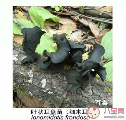 有毒野生菌種類一覽 加工食用野生菌應(yīng)該注意哪些問題