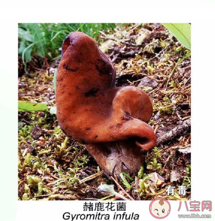 有毒野生菌種類一覽 加工食用野生菌應(yīng)該注意哪些問題