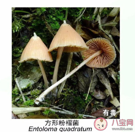 有毒野生菌種類一覽 加工食用野生菌應(yīng)該注意哪些問題