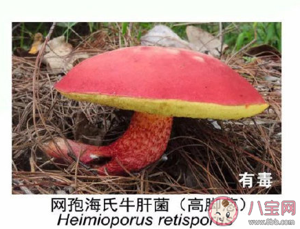 有毒野生菌種類一覽 加工食用野生菌應(yīng)該注意哪些問題