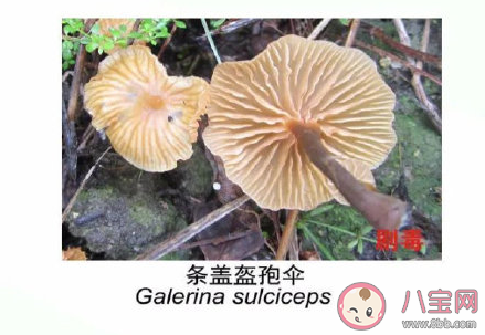 有毒野生菌種類一覽 加工食用野生菌應(yīng)該注意哪些問題