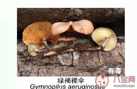 有毒野生菌種類一覽 加工食用野生菌應(yīng)該注意哪些問題