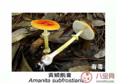 有毒野生菌種類一覽 加工食用野生菌應(yīng)該注意哪些問題