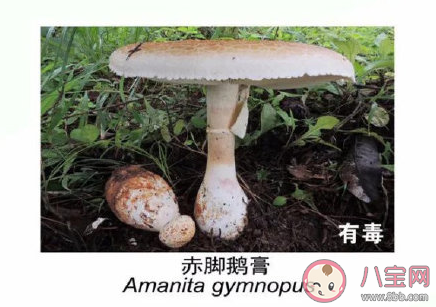 有毒野生菌種類一覽 加工食用野生菌應(yīng)該注意哪些問題