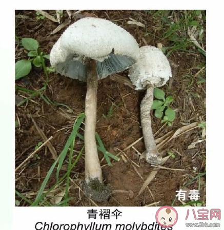 有毒野生菌種類一覽 加工食用野生菌應(yīng)該注意哪些問題