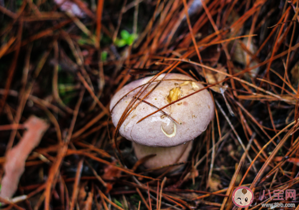 有毒野生菌種類一覽 加工食用野生菌應(yīng)該注意哪些問題