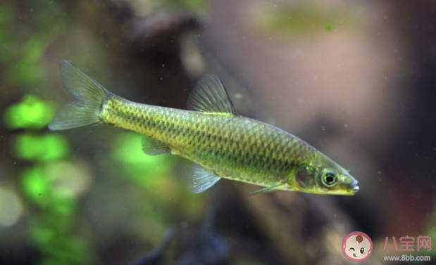 海水魚扔進淡水里會怎么樣 海水魚和淡水魚有什么區別 海水魚扔進淡水里會怎么樣 海水魚和淡水魚有什么區別