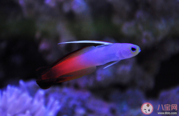 海水魚扔進淡水里會怎么樣 海水魚和淡水魚有什么區別 海水魚扔進淡水里會怎么樣 海水魚和淡水魚有什么區別