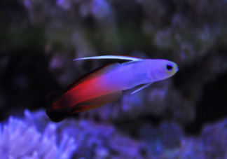 海水魚扔進(jìn)淡水里會怎么樣 海水魚和淡水魚有什么區(qū)別