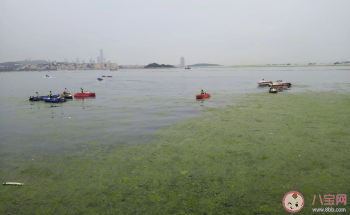 專家稱青島滸苔可能會長期存在于近海 青島15年滸苔哪里來