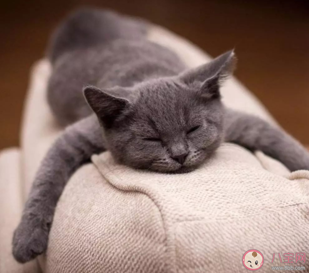 螞蟻莊園貓有九條命是真的嗎 7月22日正確答案