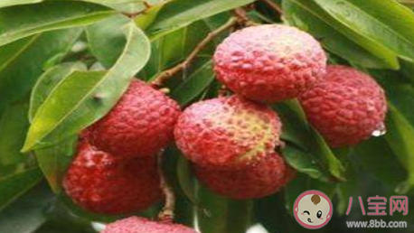 蘇軾日啖荔枝三百顆下半句是什么 螞蟻莊園7月24日答案