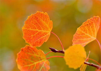 夏去秋來(lái)的優(yōu)美句子簡(jiǎn)短 夏去秋來(lái)的朋友圈說(shuō)說(shuō)