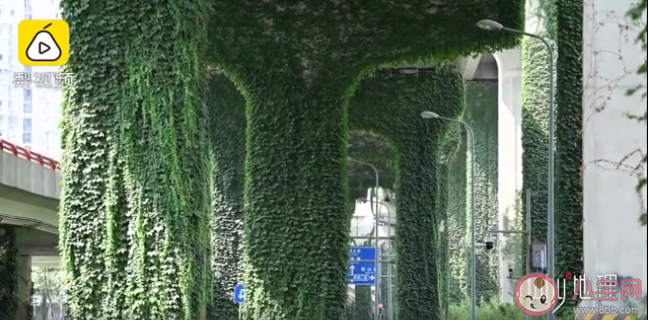 成都4280個橋墩現19萬平爬山虎 爬山虎會影響橋墩嗎