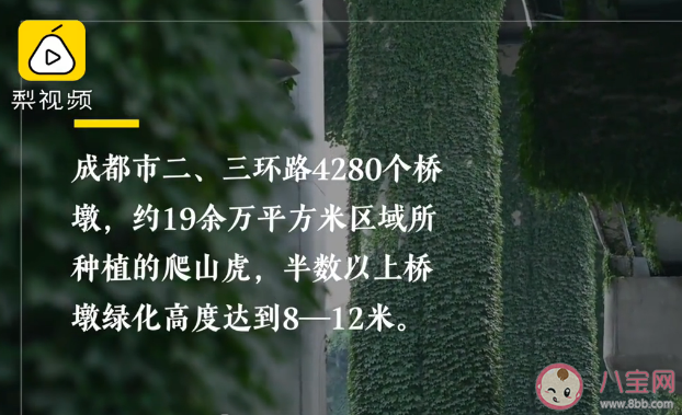 成都4280個橋墩現19萬平爬山虎 爬山虎會影響橋墩嗎