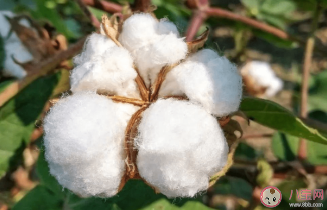 螞蟻莊園棉花是植物的花嗎 7月29日答案解析