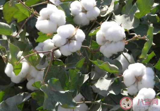 棉花是植物的花嗎 螞蟻莊園7月29日答案