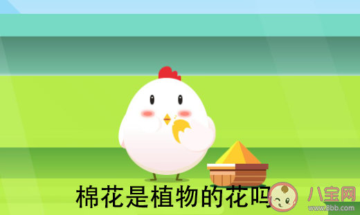 棉花是植物的花嗎 螞蟻莊園7月29日答案