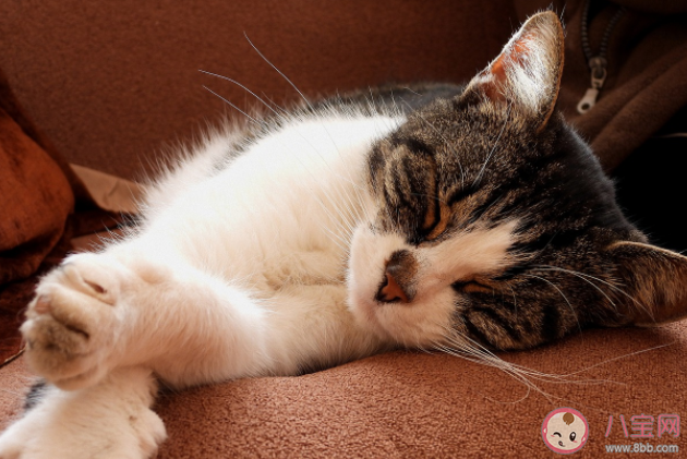 懷孕了不能養貓是真嗎 養貓感染弓形蟲的概率大嗎