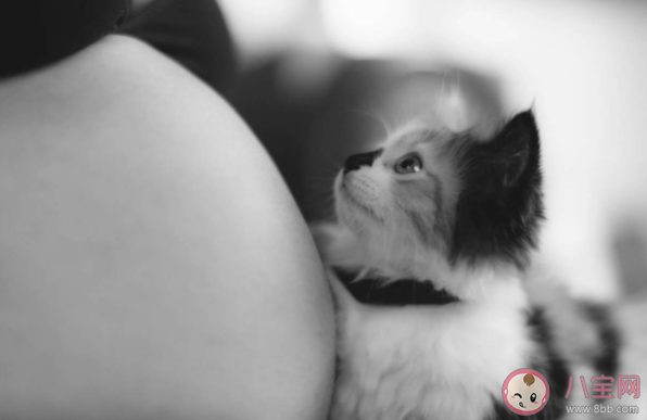 懷孕了不能養貓是真嗎 養貓感染弓形蟲的概率大嗎